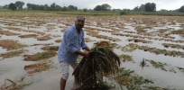 The coming rice crisis: Can biotechnology prevent global shortages?